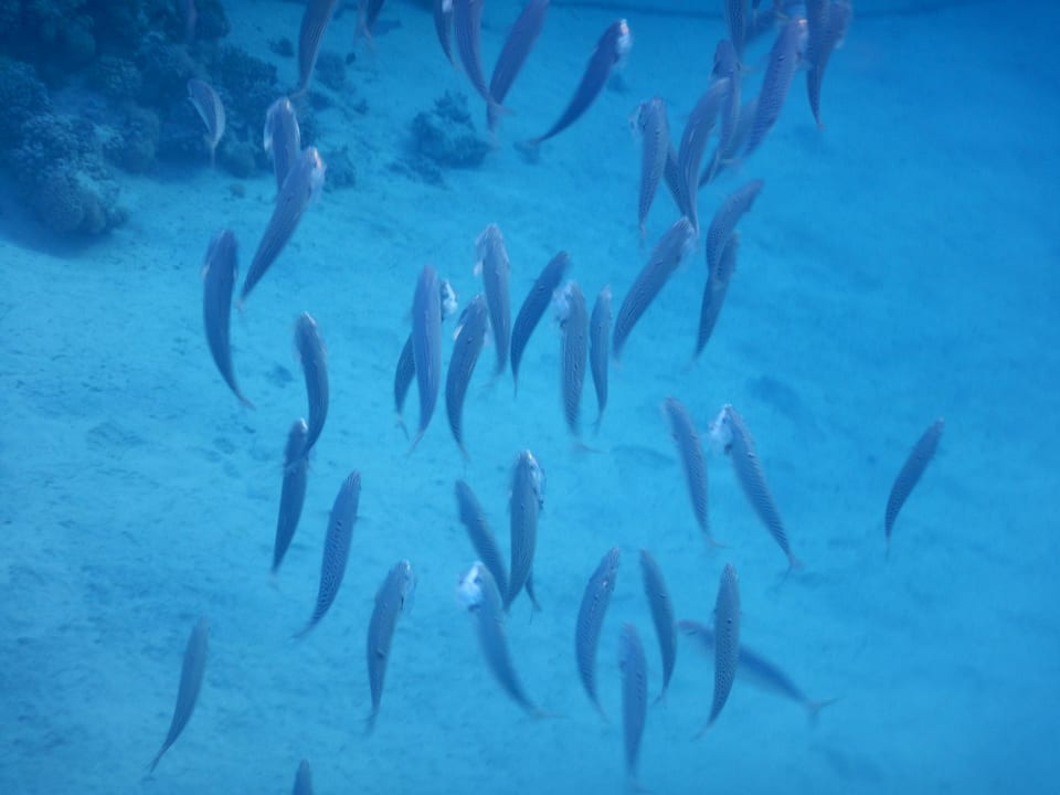 Sport & Freizeit Shoni Bay