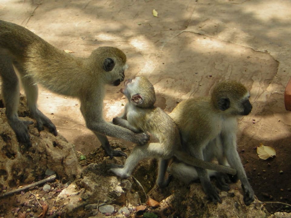 Affen in der Gartenanlage Baobab Beach Resort & Spa