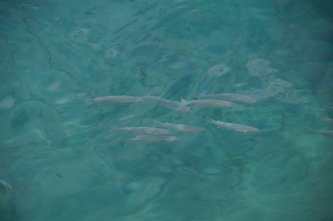 24 Beach Albatros Resort