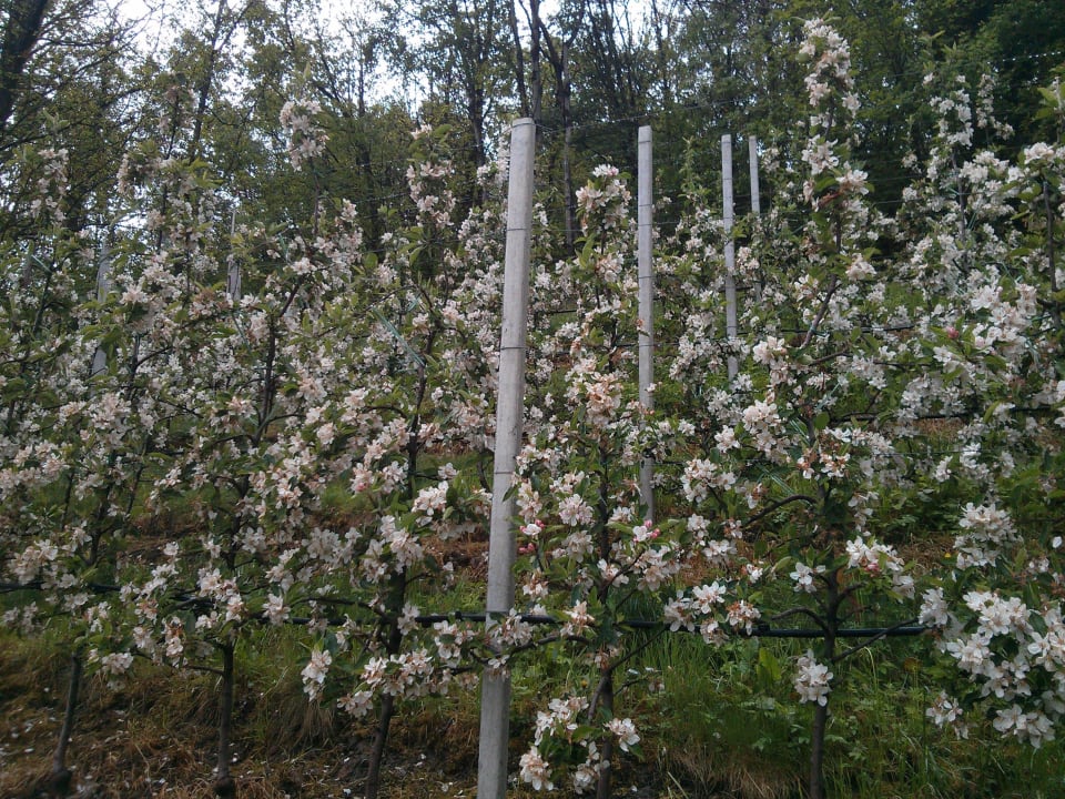 Eine der vielen Apfelplantagen Hotel Gasthof Waldschenke