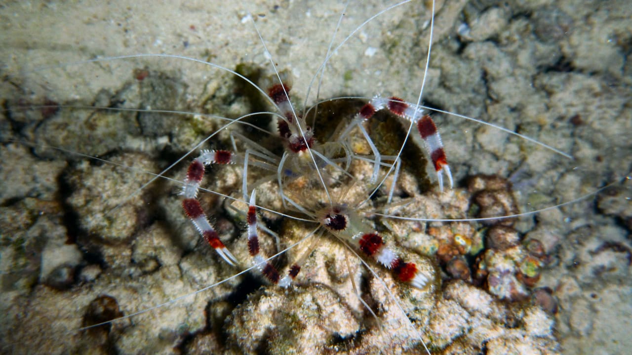 Putzergarnelen Embudu Village