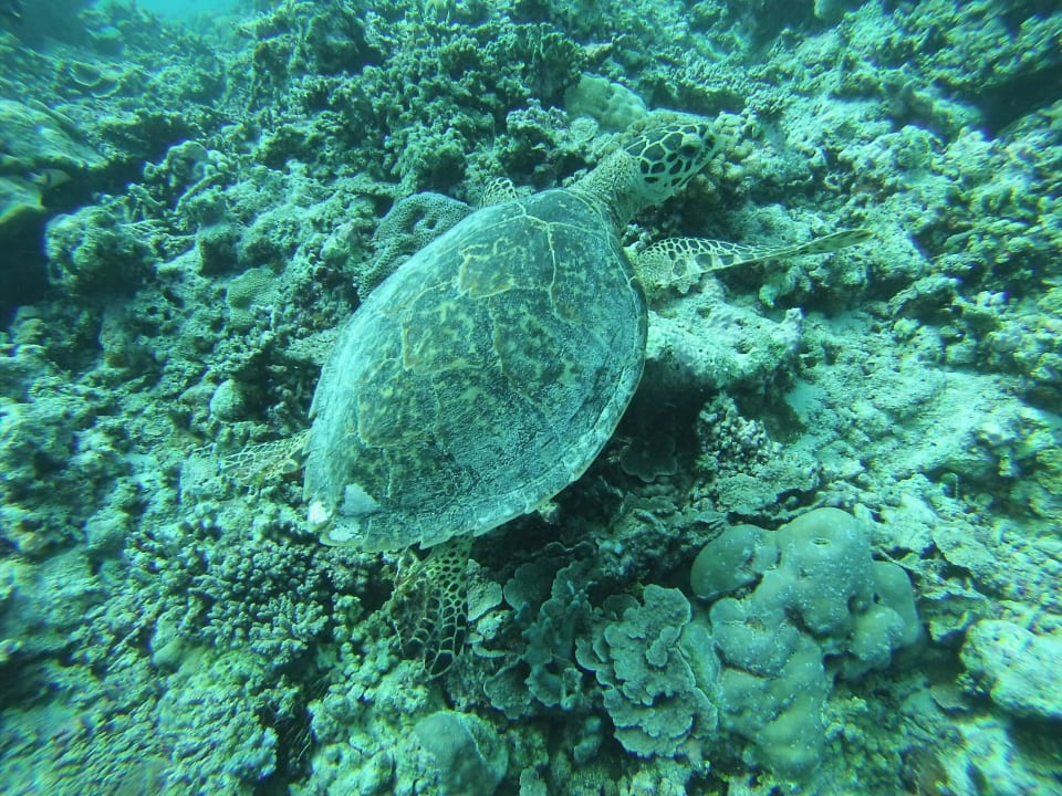 Schildkröte am Hausriff (Korallengarten) Embudu Village