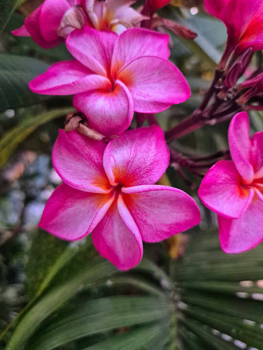 Gartenanlage Salinda Resort Phu Quoc Island