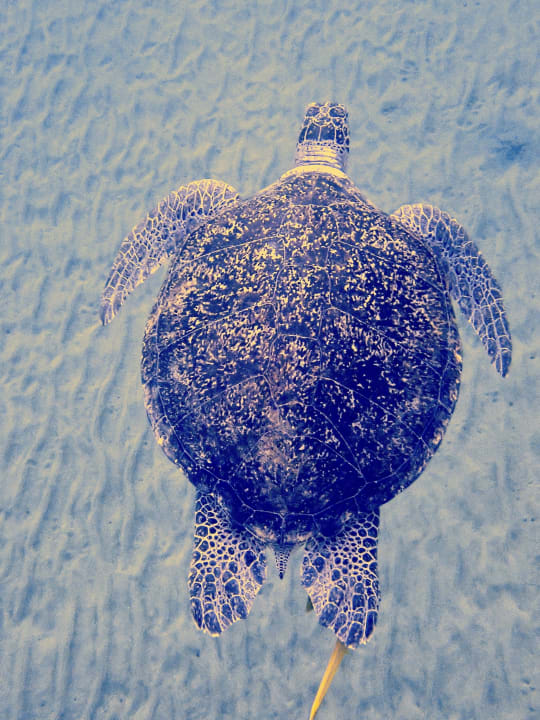 Sport & Freizeit Three Corners Equinox Beach Resort