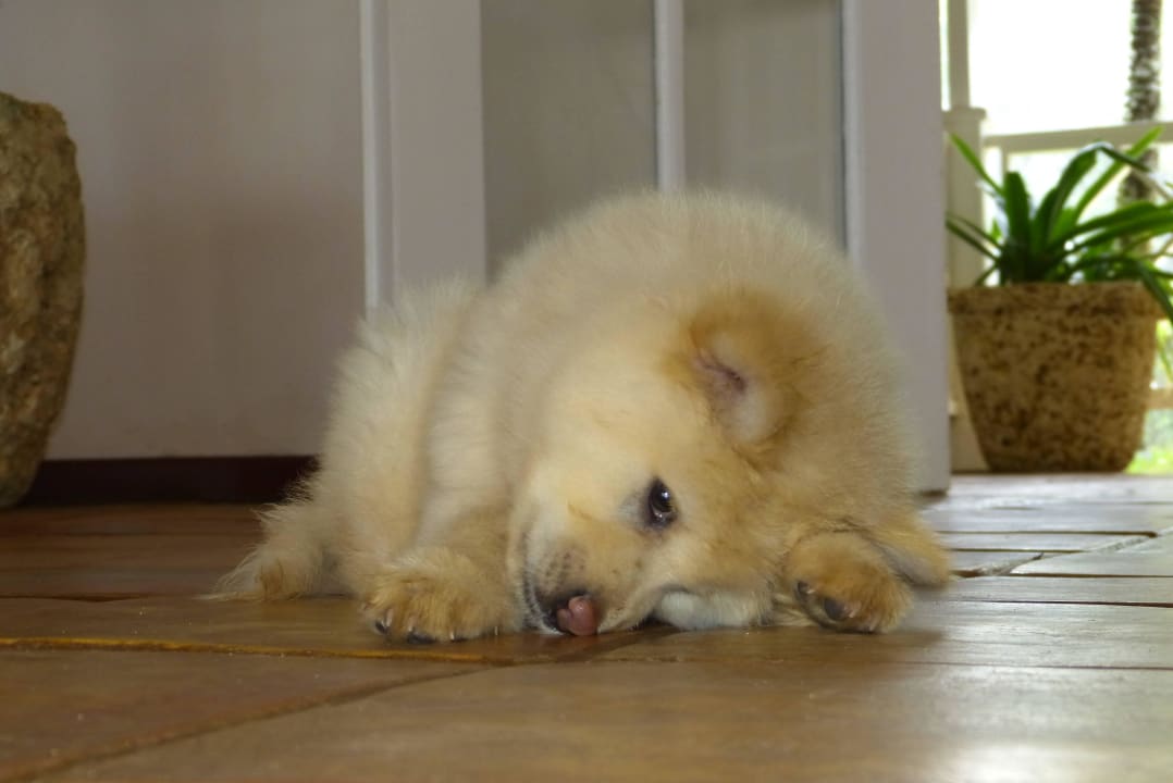 Ist er nicht süß Villa Serena