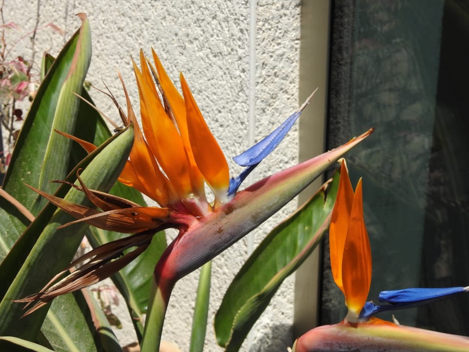 Gartenanlage R2 Pajara Beach