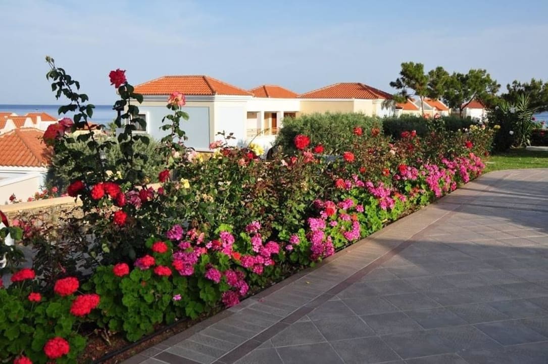 Sehr schöne Blüten Lindos Imperial Resort & Spa