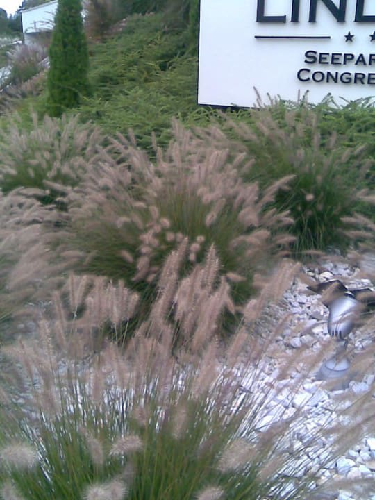 Schöne Gräser Das Seepark Wörthersee Resort