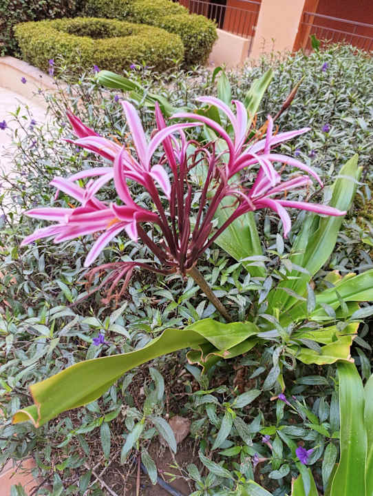 Gartenanlage Hotel Three Corners Ocean View prestige - Adults only