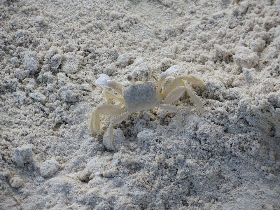 Selbsterklärend Hotel Villas Flamingos