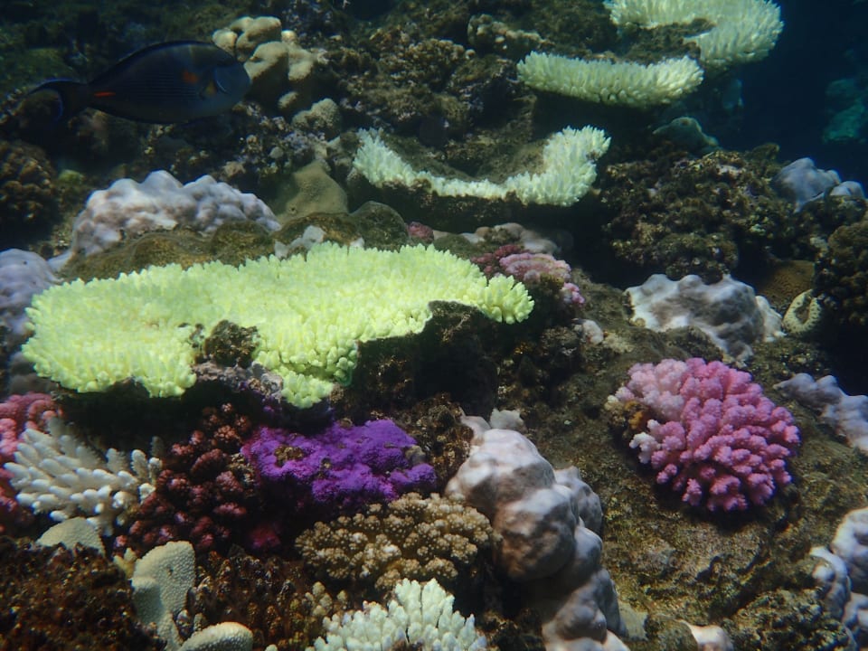 Strand Three Corners Equinox Beach Resort