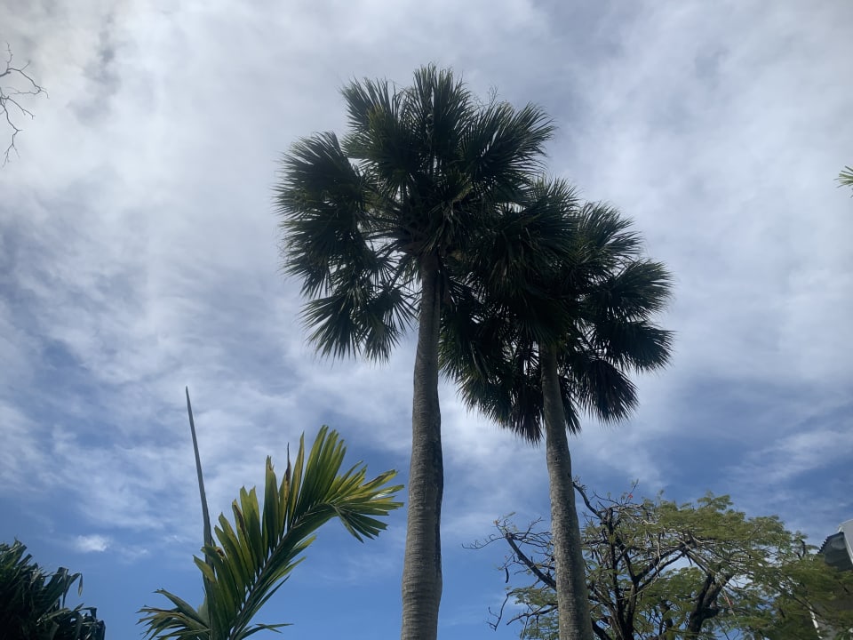 Gartenanlage Sunscape Puerto Plata