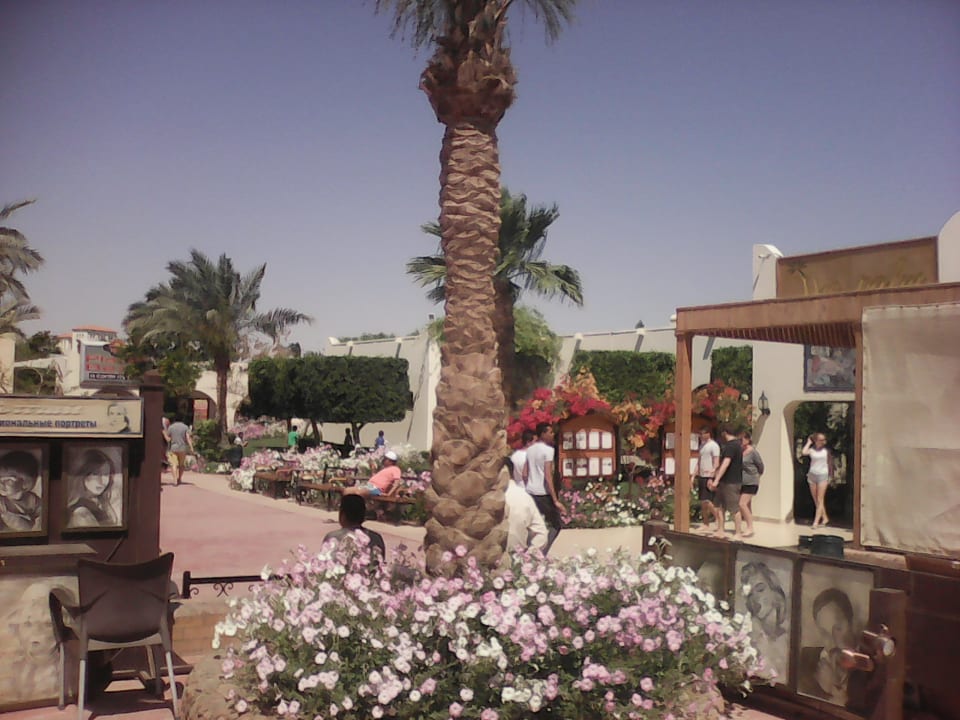 Ausblick Desert Rose