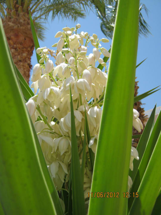 Juka Blüte Beach Albatros Resort
