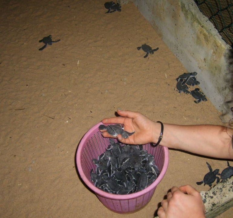 frisch geschlüpfte Schildkrötenbabys Wunderbar Beach Club Hotel