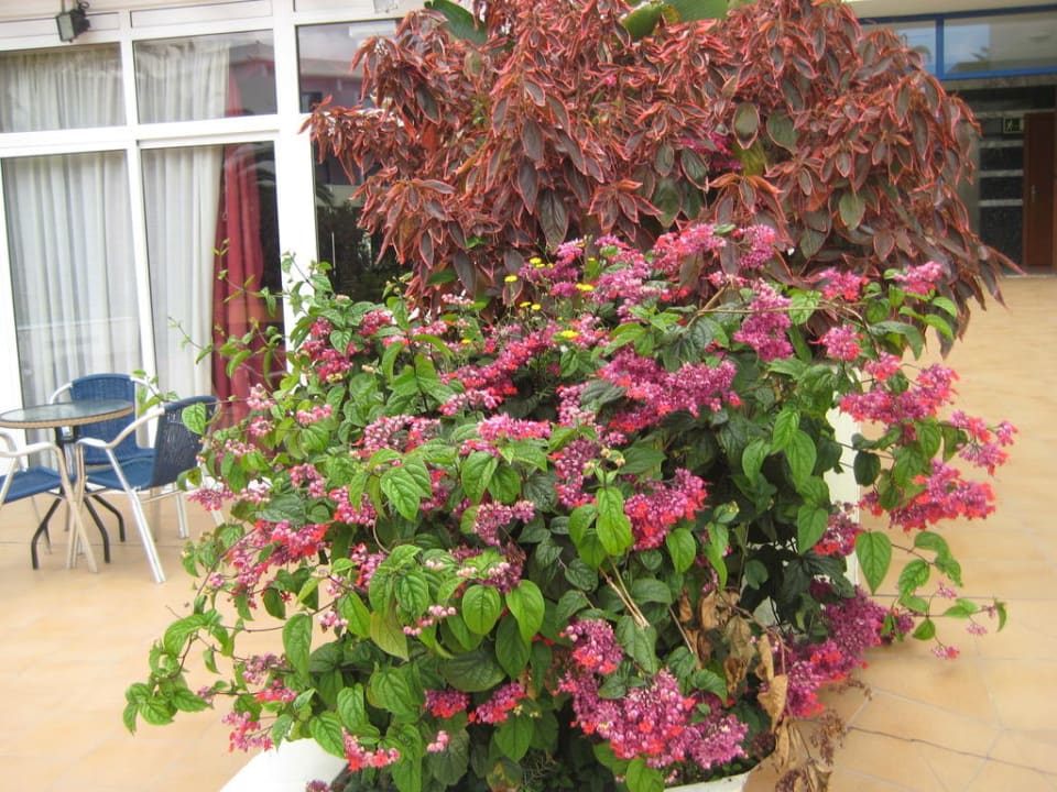 Blumen   SBH Fuerteventura Playa