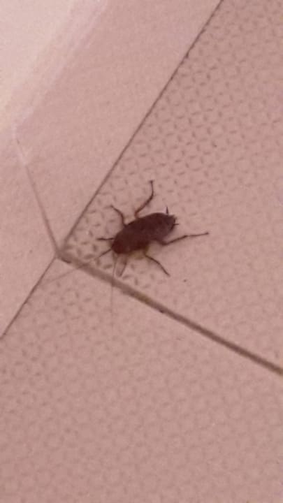 Eklige Mitbewohner Riverside Garden Resort