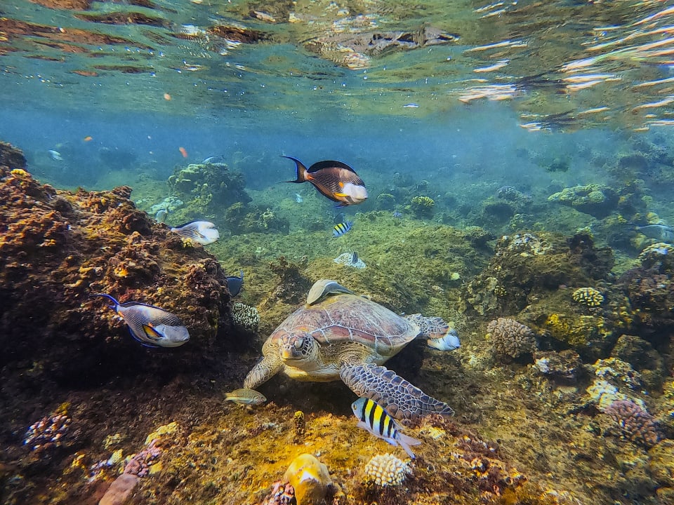 Strand Steigenberger Coraya Beach - Adults only