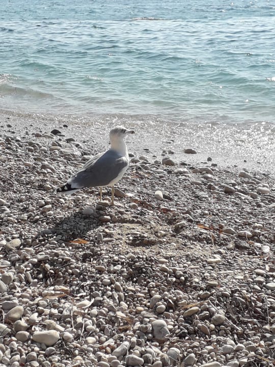 Strand Maistra Select Mlini Hotel