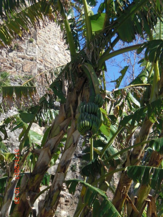 Bananenpalme Sherwood Exclusive Lara
