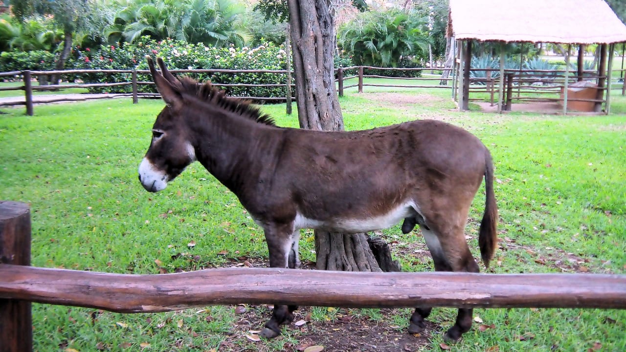 Koppel mit Esel bei den Haciendas Sandos Playacar Select Club Adults only - All Inclusive