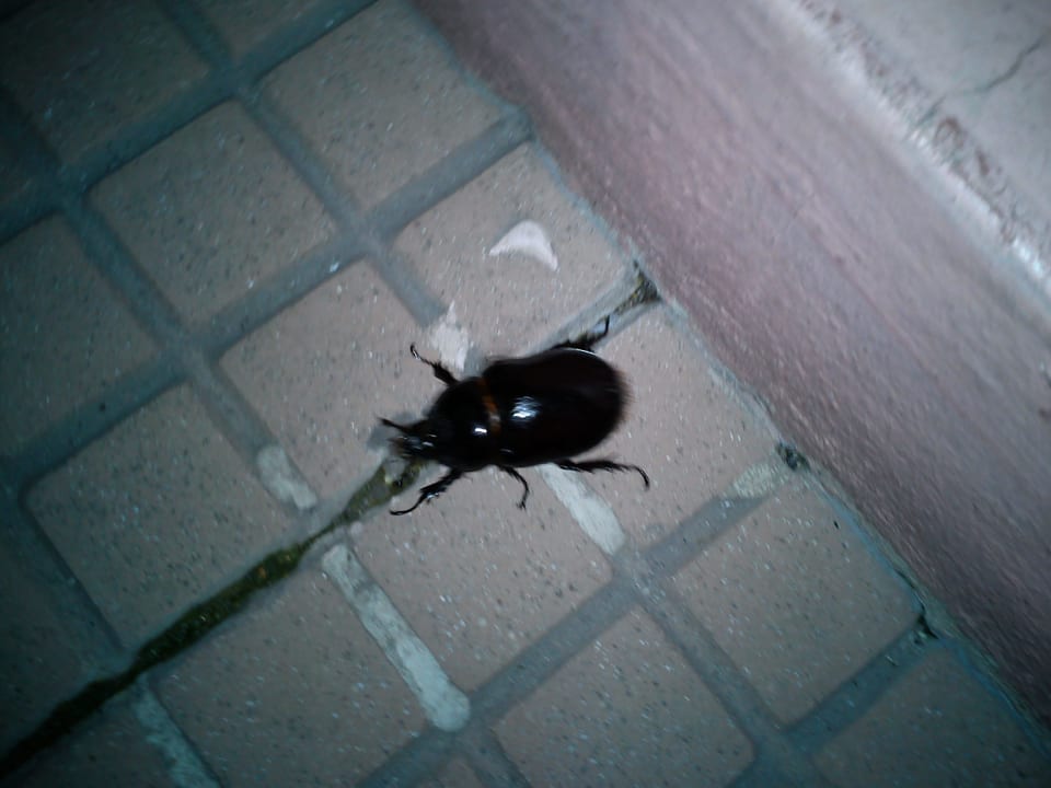 Käfer? Puerto Plata Village