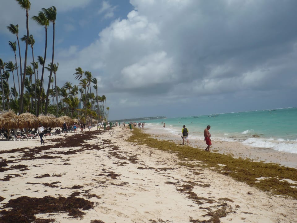 Eigentlich ein schöner Strand, aber.... Hotel Grand Palladium Palace Resort, Spa & Casino