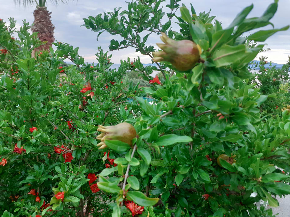 Gartenanlage Akrathos Beach Hotel