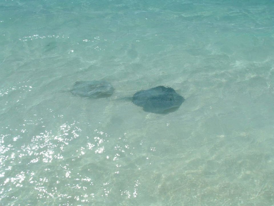 Plaszczki Meeru Maldives Resort Island