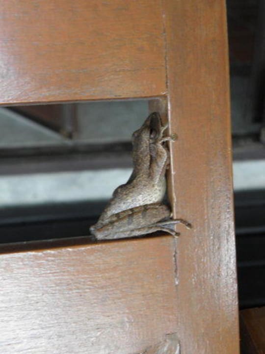 Besucher auf der Terrasse Moracea by Khao Lak Resort