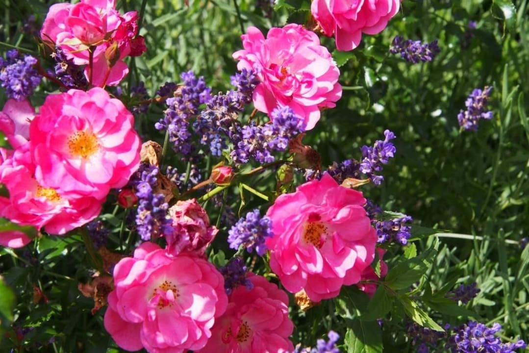 Garten Gästehaus Büchele