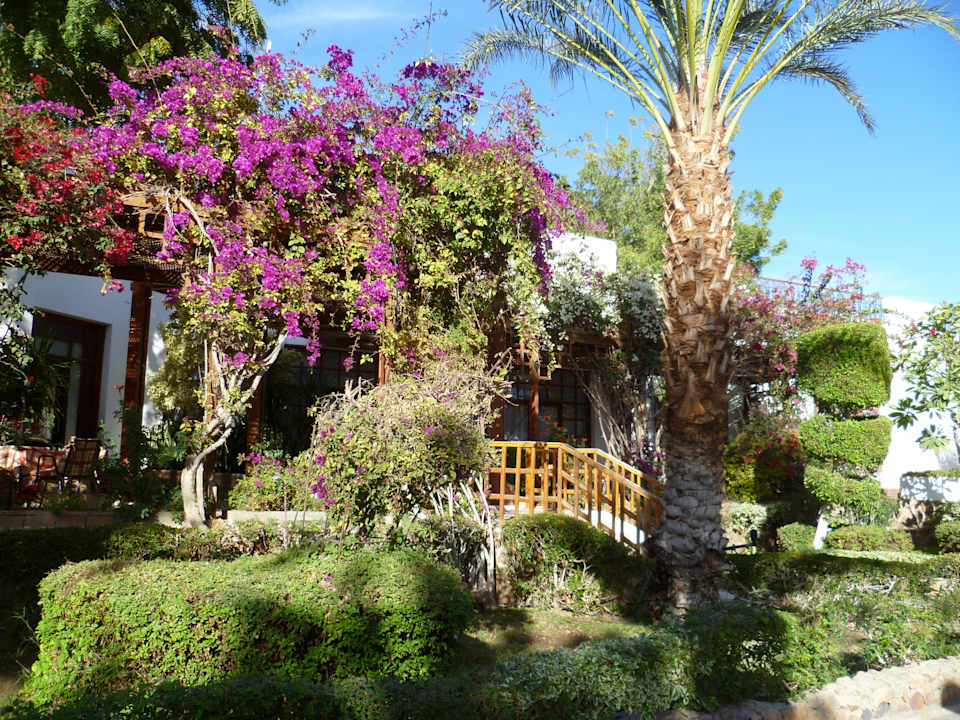 Цветник Menaville Safaga