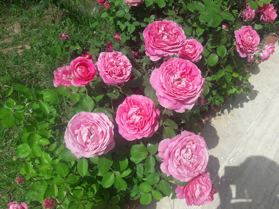 Gartenanlage Hotel Ideal Beach