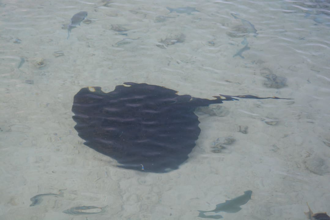 Habitant de l'île LUX South Ari Atoll