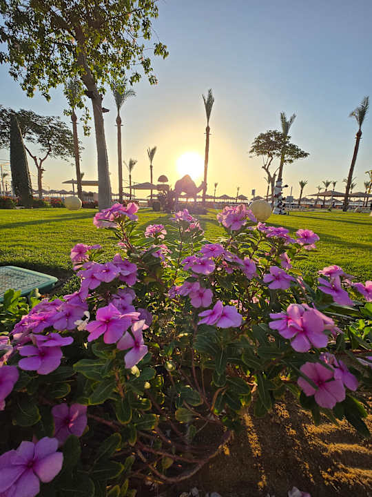 Gartenanlage Pickalbatros Palace Resort