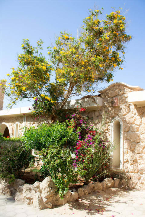 Citadel Azur Resort Pickalbatros Citadel Resort