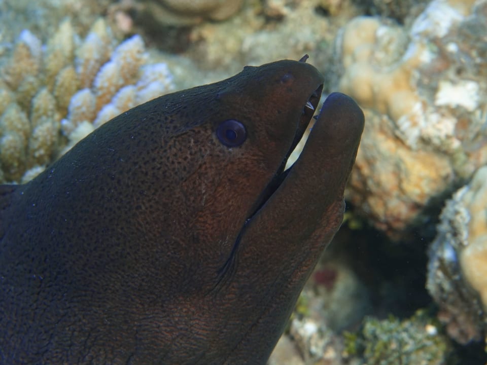 Schnorcheln ananea Diamonds Athuruga