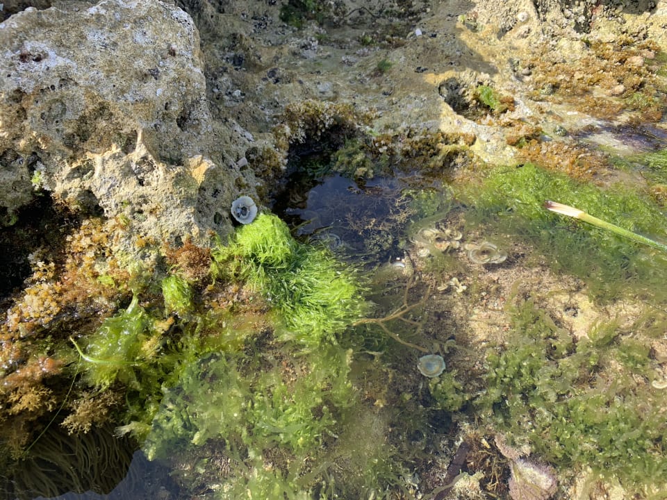 Strand db San Antonio Hotel + Spa