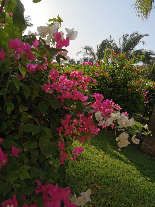 Gartenanlage Fort Arabesque Resort, Spa & Villas