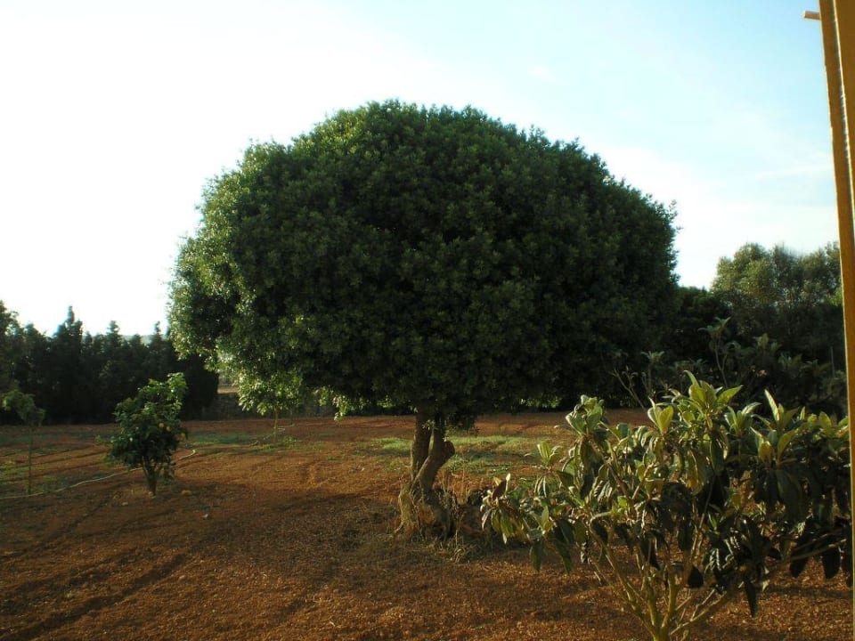 Blick vom Schlafzimmer  in den Garten Hotel Son Marge