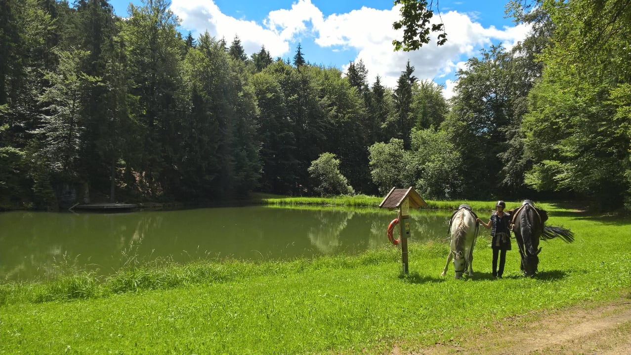 Rast an einem kleinen Waldsee Landgut Dreiburgenland