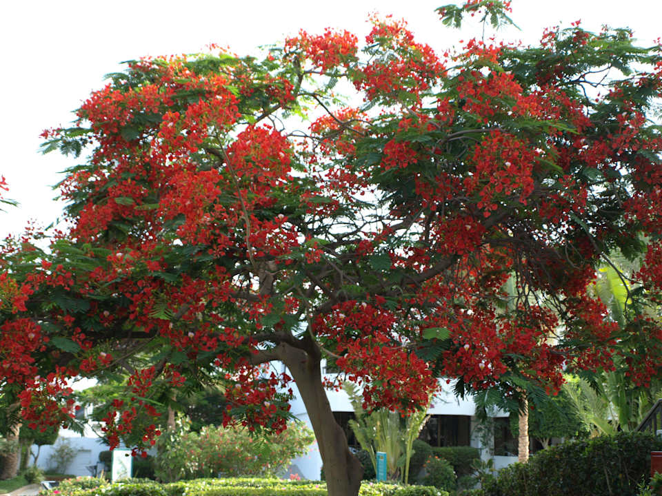 Gepflegter Baum Ghazala Beach