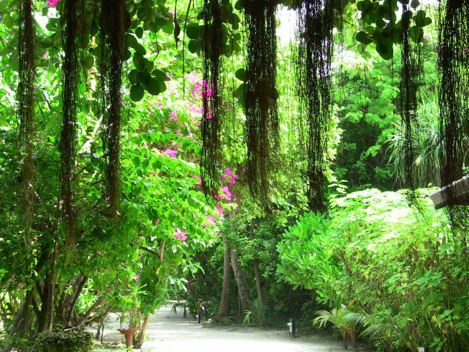 Dschungel Adaaran Select Meedhupparu Island Resort - Premium All Inclusive