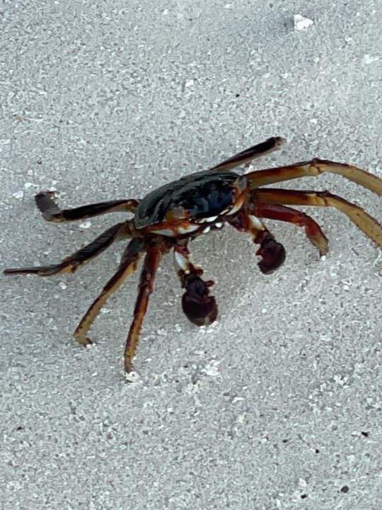 Strand Embudu Village