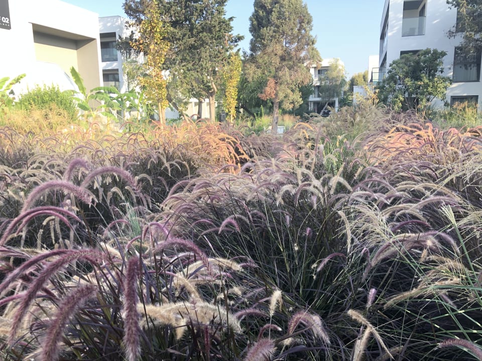 Gartenanlage Paloma Finesse