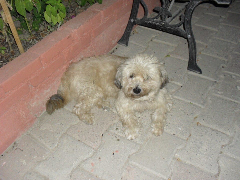 Ich pass auf alles auf New Garden Hotel Side