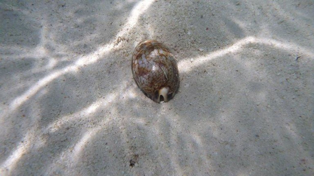 Muschel Adaaran Select Hudhuran Fushi - Premium All Inclusive