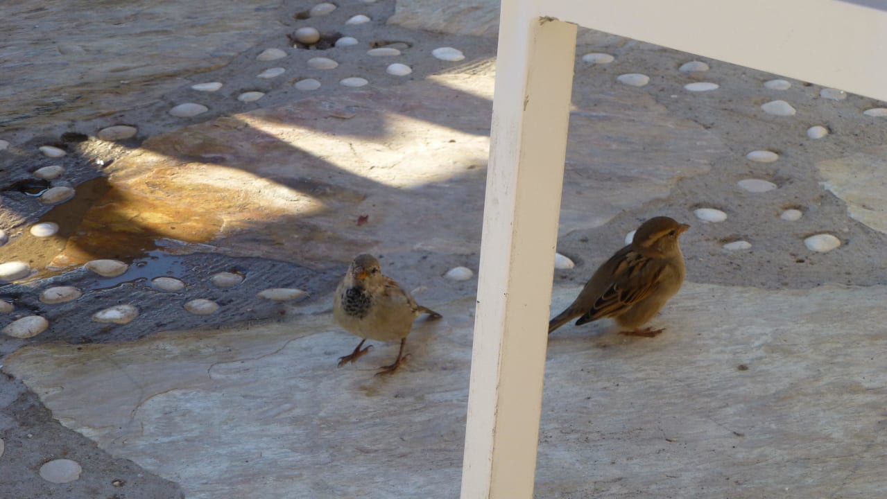 Gefiederte Gäste Melas Lara Hotel