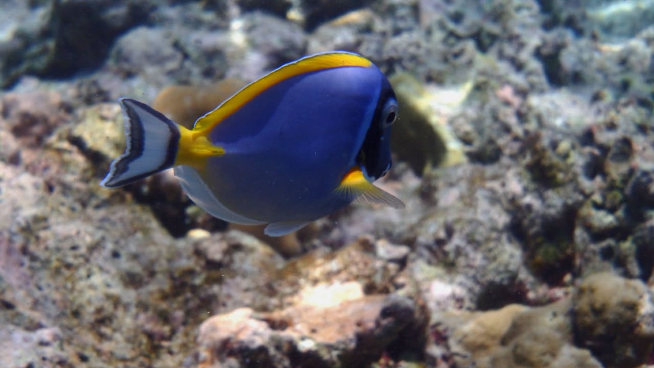 Dorie Kuramathi Maldives