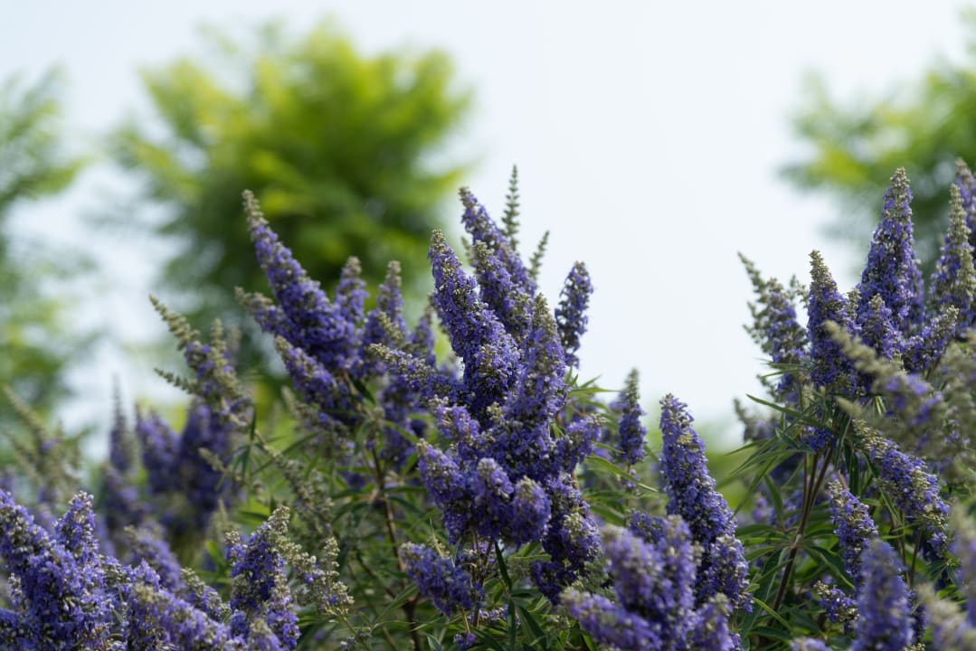 Gartenanlage Sant'Efis Hotel